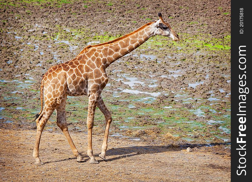 A lone Masai giraffe in national park
