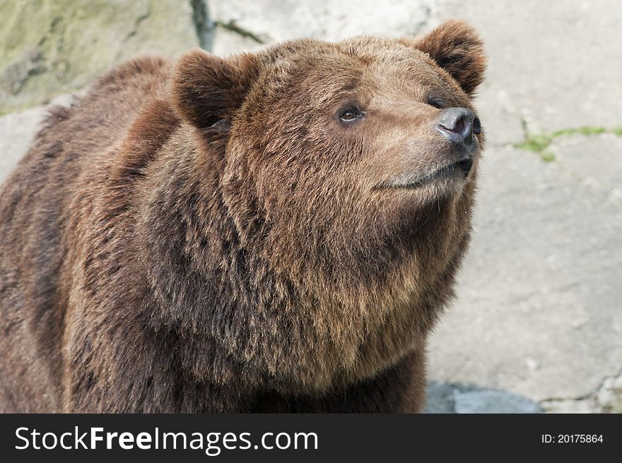 The brown bear in the zoo.
