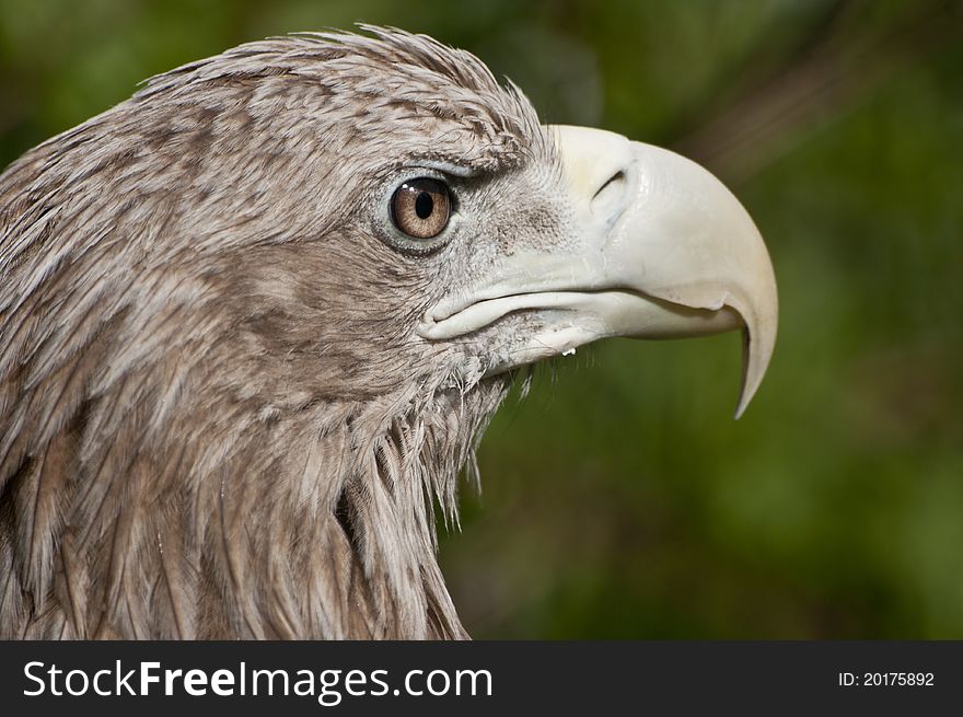 This picture presenting portrait of the White-tailed eagle.