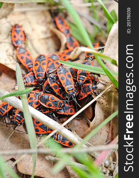 Group of red soldier beetle in the spring. Group of red soldier beetle in the spring