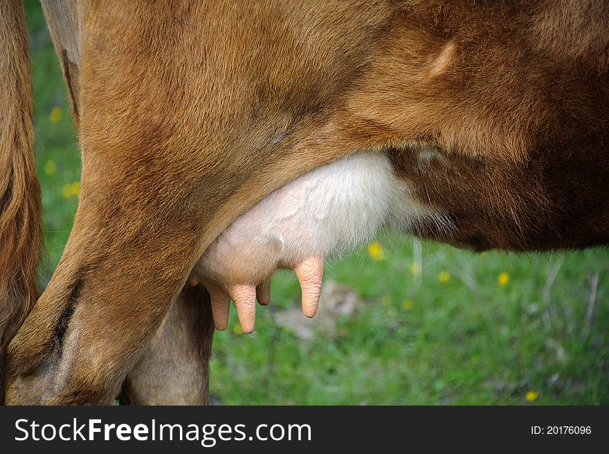 Udder of a cow. closeup. green grass background.