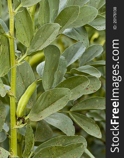 Close up view of the fava bean plant on a field.