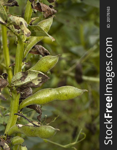 Close up view of the fava bean plant on a field.