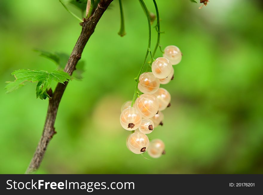 White currant growing in the garden