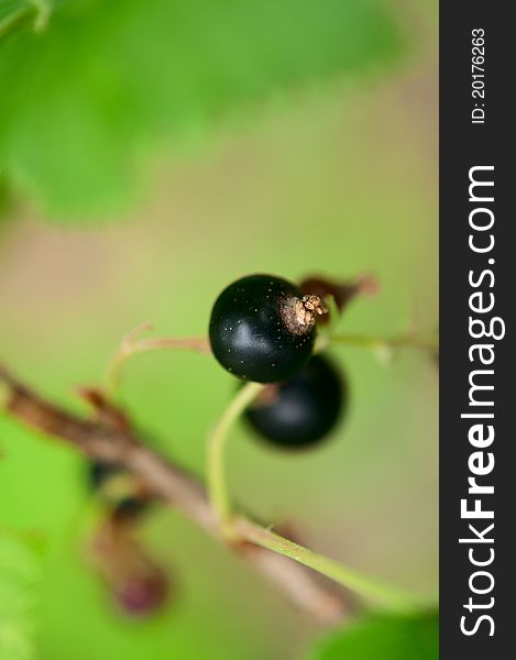 Bush of a black currant growing in a garden