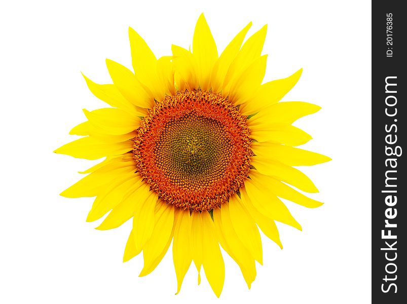 Yellow sunflower on white background