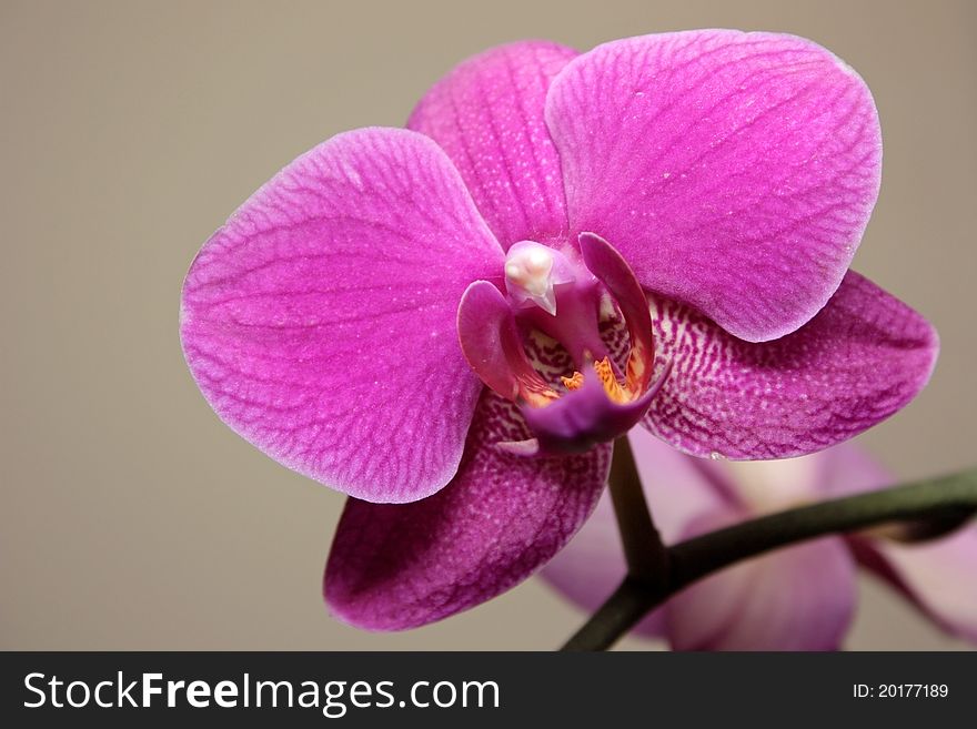 Flower of an orchid with bright - pink petals on a background of a grey wall