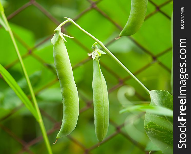 Peas growing on the farm