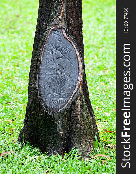 Wooden stump on green grass