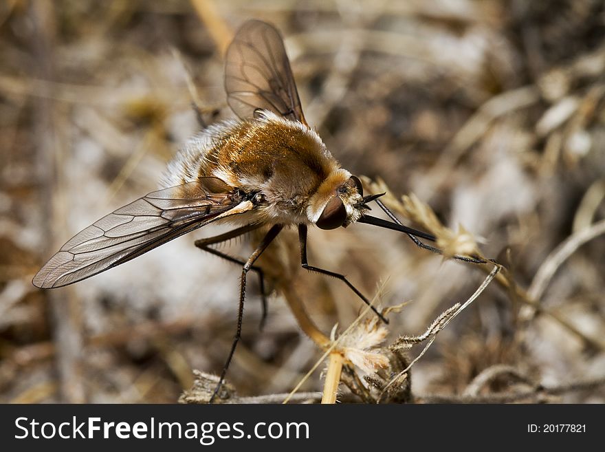 Close up view of the Bombyliidae Major bee fly.