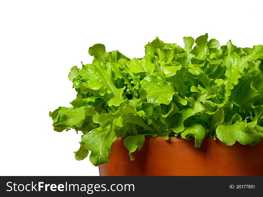 Salad In Terracotta Bowl