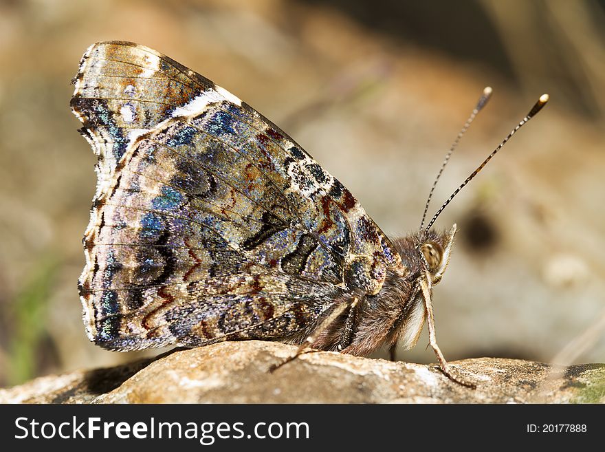 Close up view of the beautiful Painted Lady (Vanessa cardui) butterfly insect.