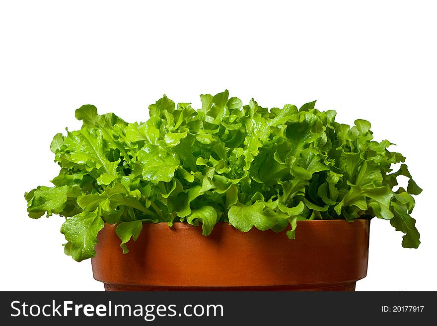 Green salad in terracotta bowl