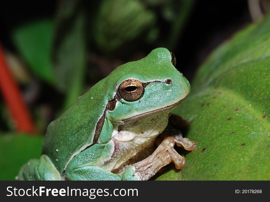 Close up of a little green frog sits on a leaf. Close up of a little green frog sits on a leaf