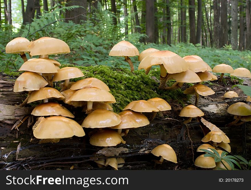 Mushrooms on tree trunk in a forest