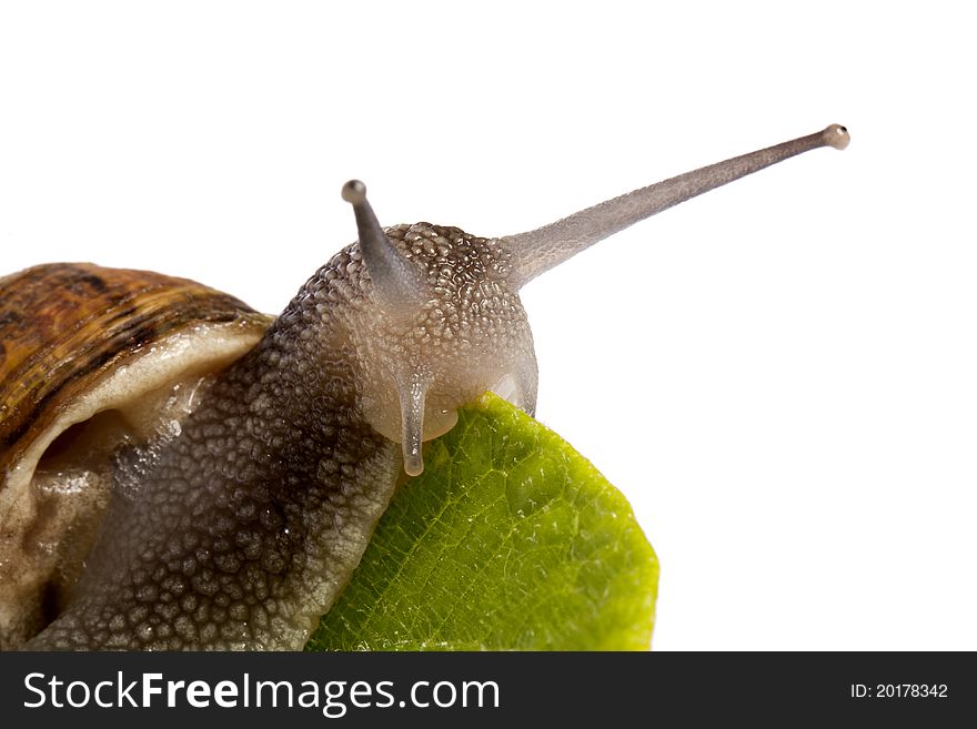 Close up view of a snail walking around on a white background. Close up view of a snail walking around on a white background.