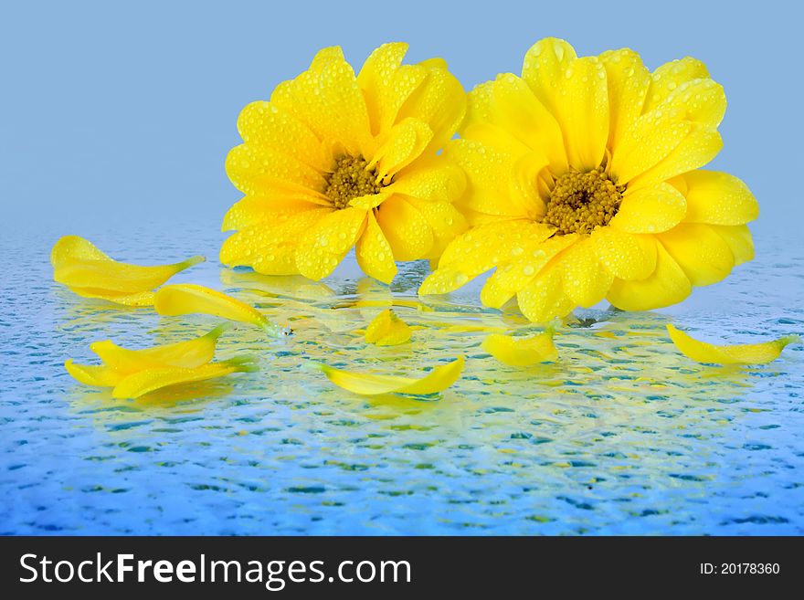 Yellow flowers on a blue background with drops