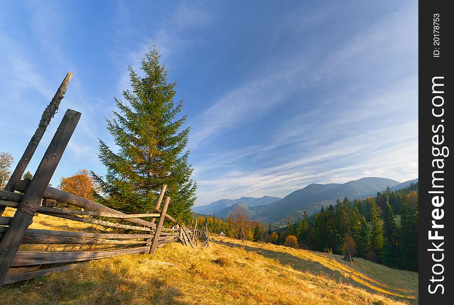 Autumn landscape with the weird spruce