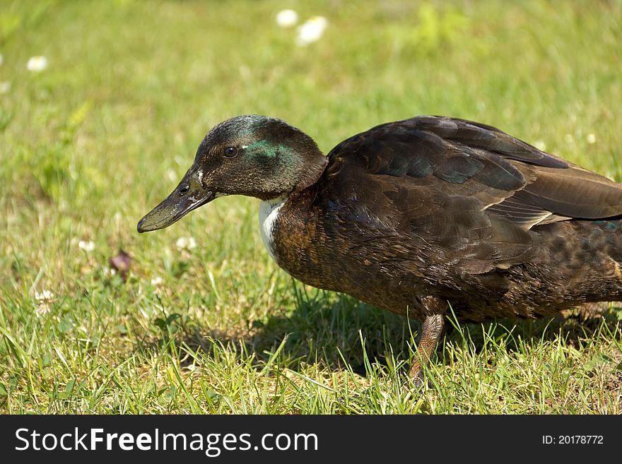 Close-up view of brown duck waiting