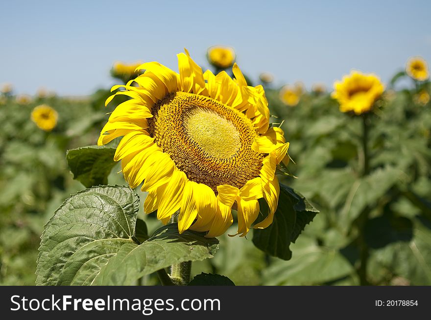 A sunflower in a camp at midday