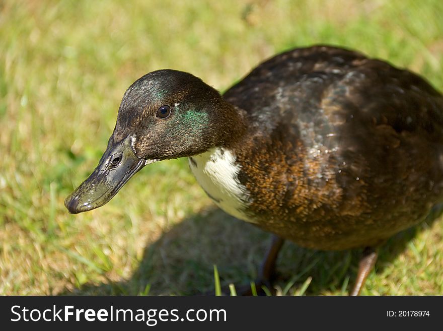 Close-up view of young brown duck