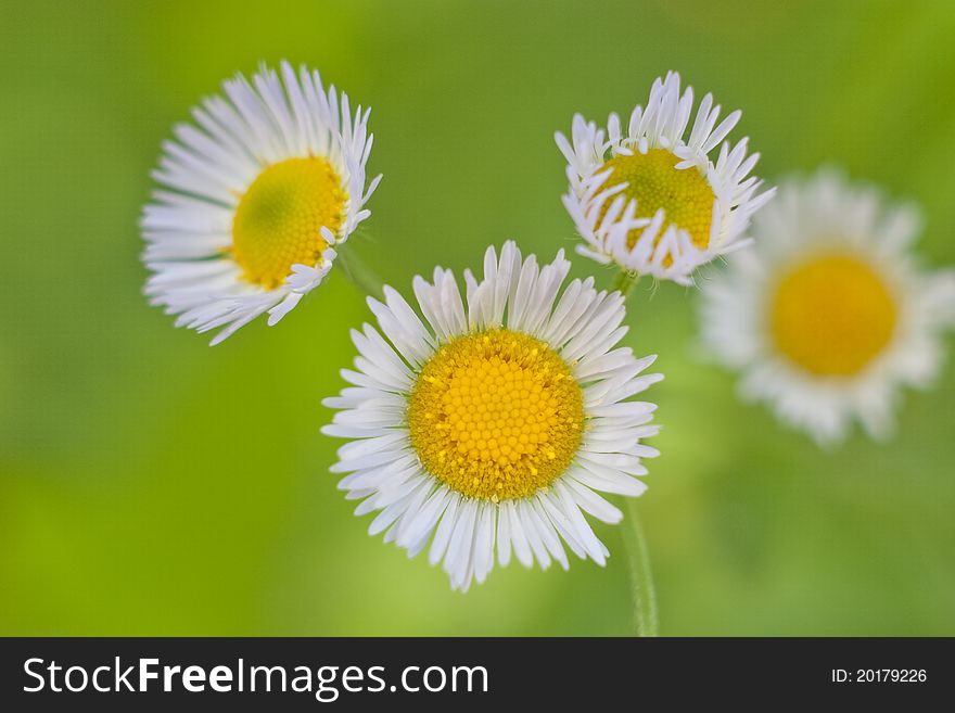 Small Chamomile flowers on a meadow in summer with shallow depth of field