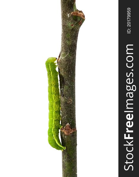 Green caterpillar crawling along the twig against a white background. Green caterpillar crawling along the twig against a white background
