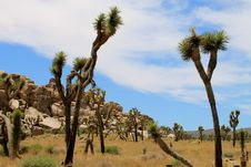 Joshua Trees Stock Photography Joshua Trees Stock Photography