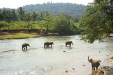 Elephants Bathing Stock Photo Elephants Bathing Stock Photo