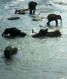 Elephants Bathing Stock Photos Elephants Bathing Stock Photos