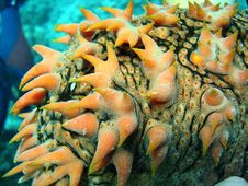 Sea Cucumber Underwater Prickly Redfish Royalty Free Stock Photos Sea Cucumber Underwater Prickly Redfish Royalty Free Stock Photos