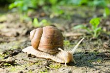 Snail Royalty Free Stock Images