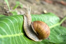 Snail Royalty Free Stock Photo