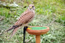 Falcon Stock Photography Falcon Stock Photography
