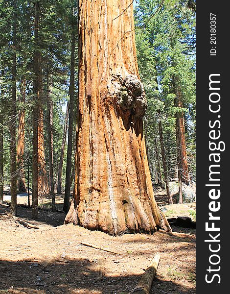 Giant sequoia tree in NP Sequoia, California. Giant sequoia tree in NP Sequoia, California