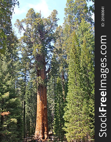 The General Sherman Tree is the biggest tree on Earth