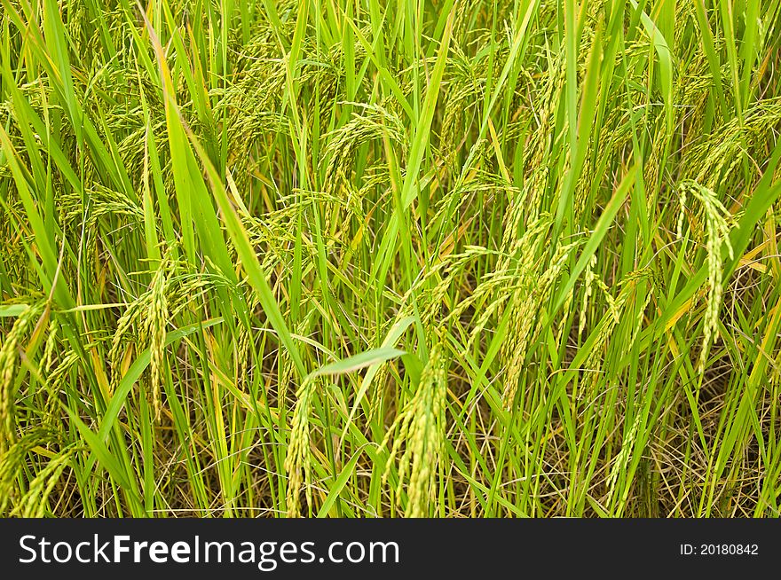 Growing Of Rice In The Farmland