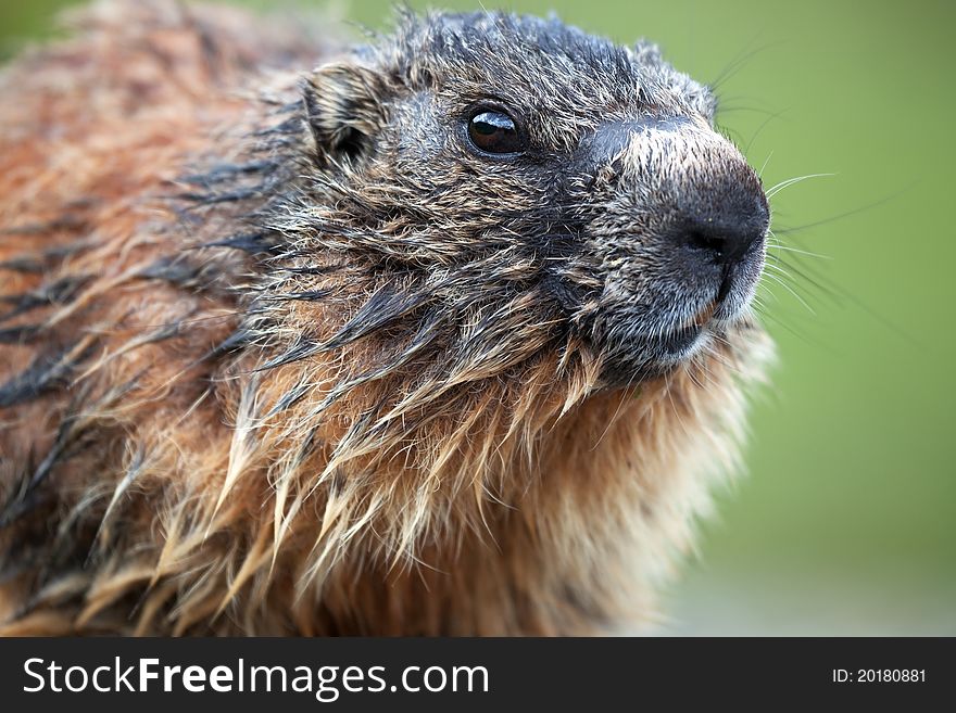 Marmot during the first part of spring