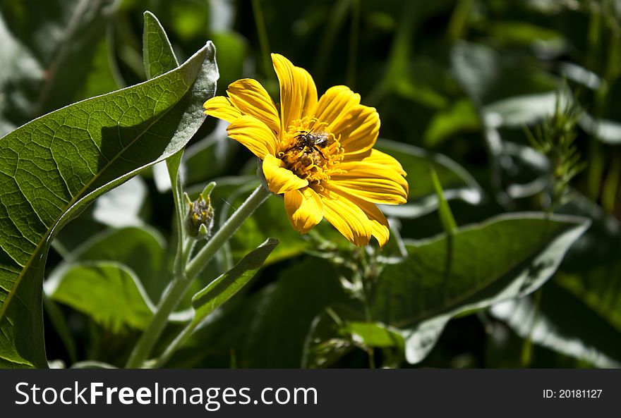 Beautiful Yellow Flower With A Bee