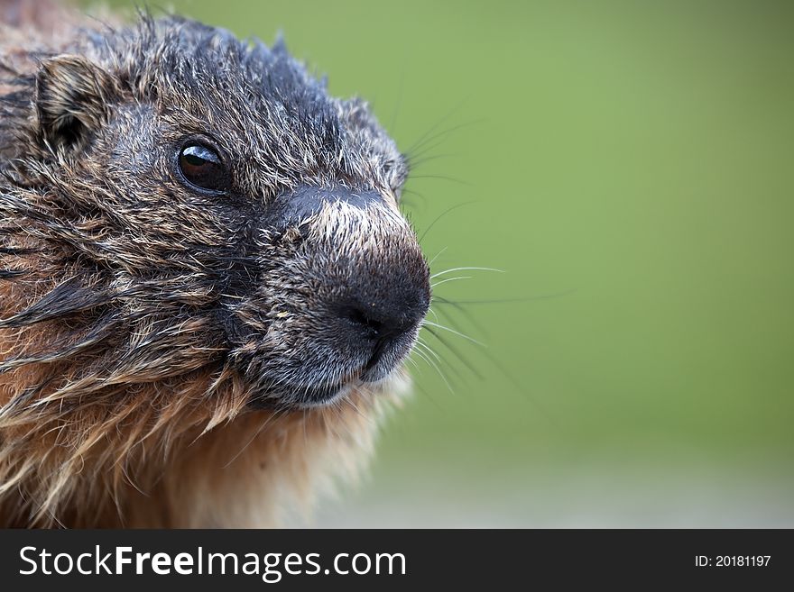 Marmot during the first part of spring