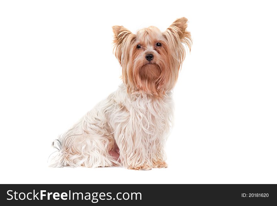 Young Yorkshire Terrier isolated over white background