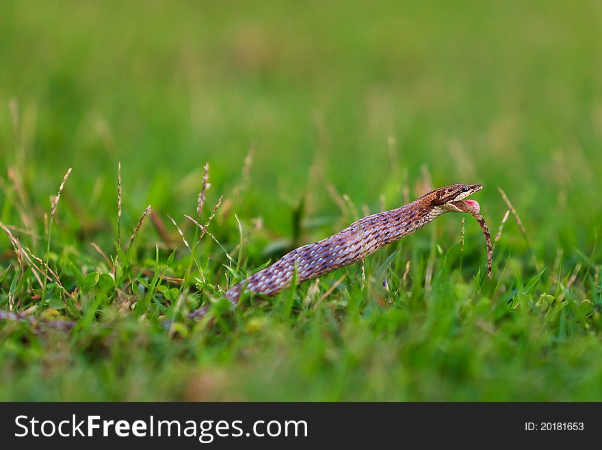 Small snake in a grassland eating an other reptile