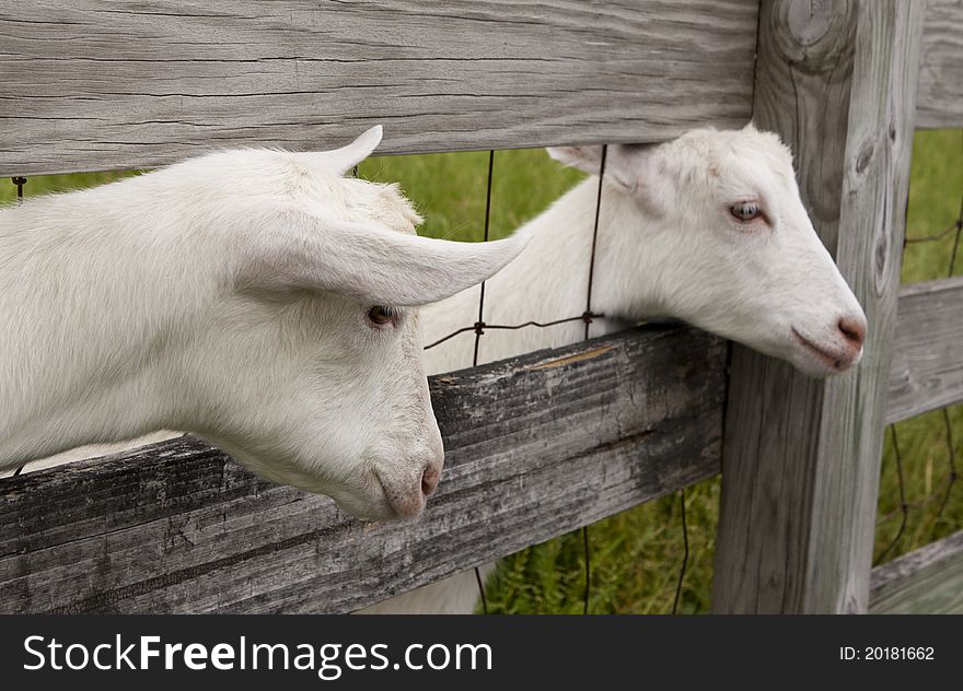 Two goats sticking their heads through a fence. Two goats sticking their heads through a fence.