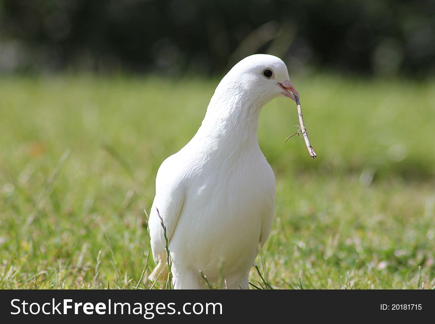 This is my white pigeon (female) she has a branch to go build a home for the eggs. This bird is danish.