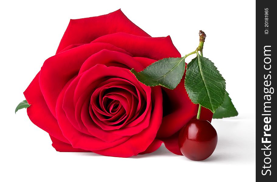 Velvet red rose and cherry