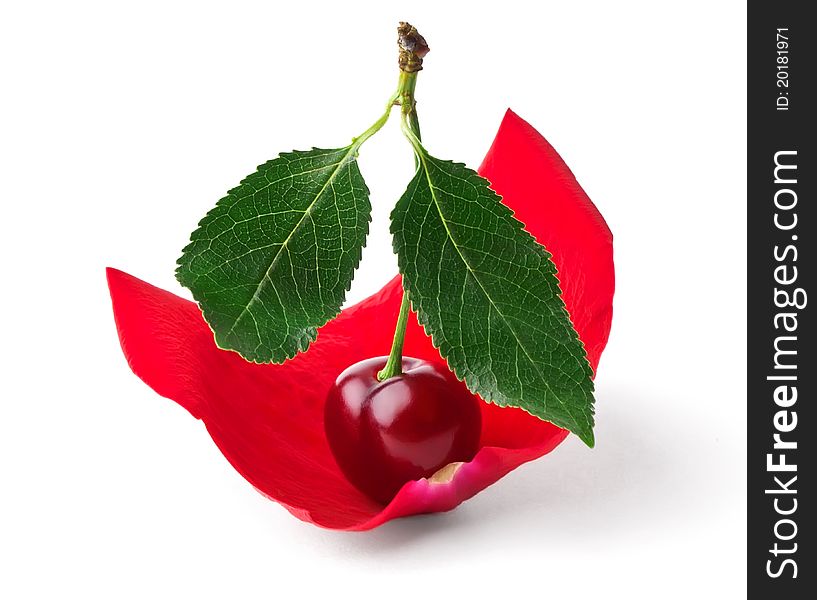 Cherry like sail in rose petals isolated on white background