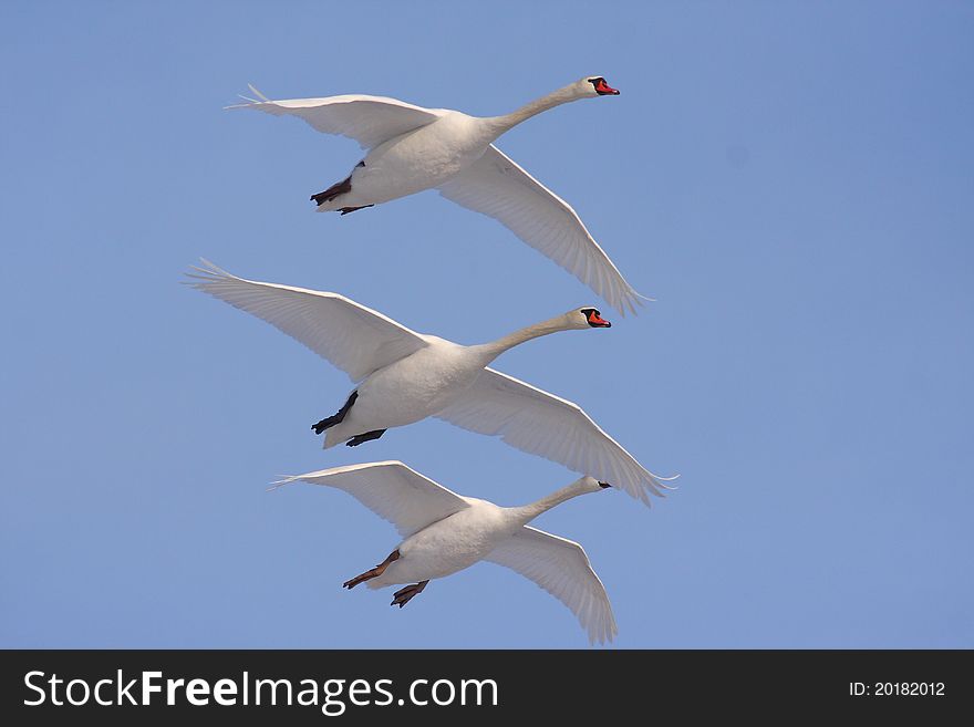 Flying swans trio wildlife in Europe. Flying swans trio wildlife in Europe