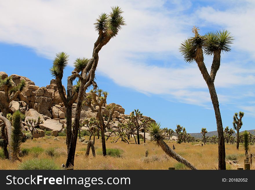 Joshua trees in the desert, California NP Joshua trees