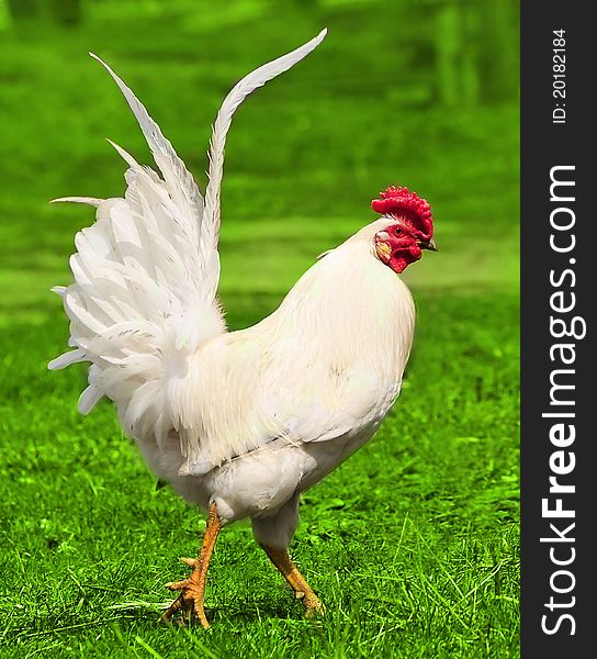 Beautiful white rooster on the green grass