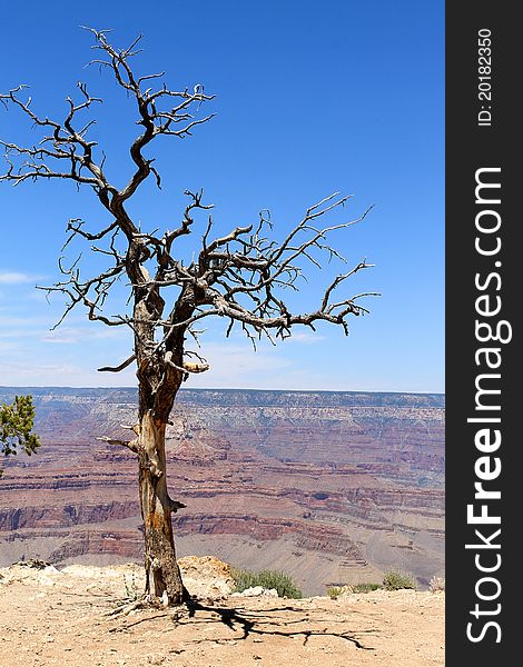 Dry tree In Grand Canyon, Arizona. Dry tree In Grand Canyon, Arizona